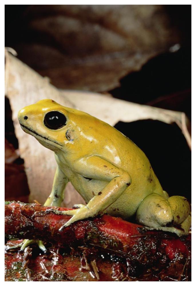 Golden Poison Dart Frog, Colombia-Paper Art-42"x62"