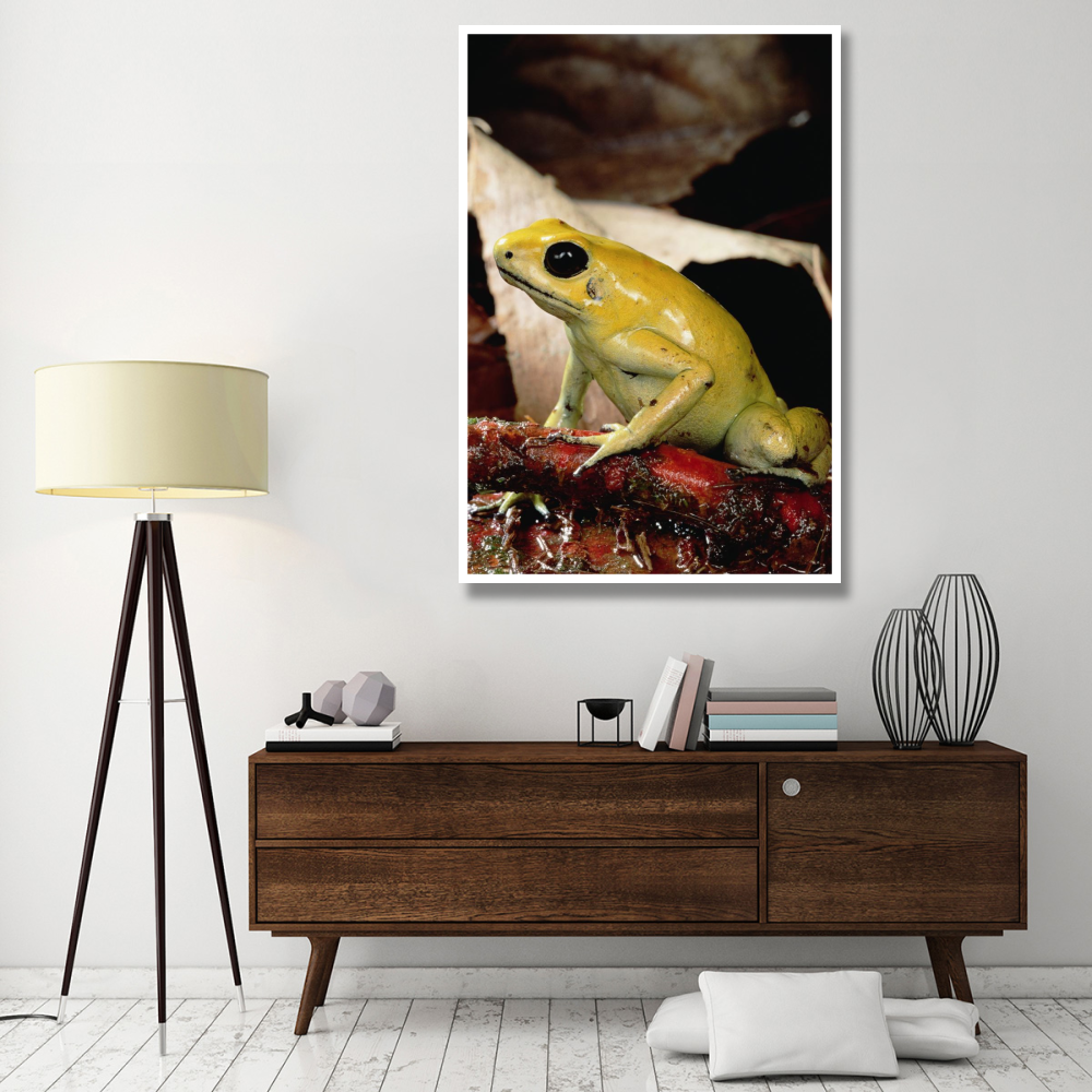 Golden Poison Dart Frog, Colombia-Paper Art-42&quotx62"
