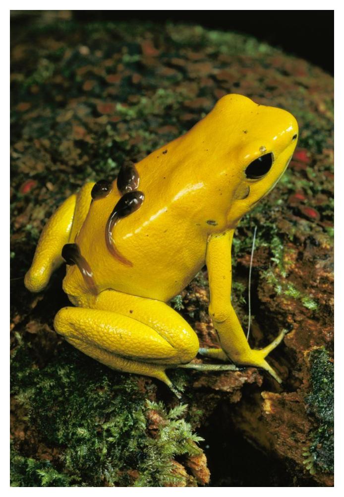Golden Poison Dart Frog male carrying tadpoles on his back, Colombia-Paper Art-34"x50"