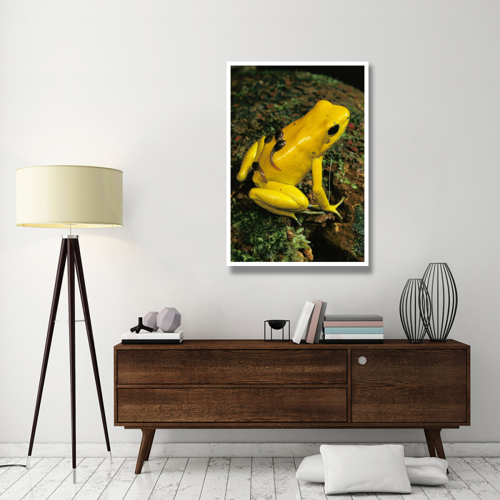 Golden Poison Dart Frog male carrying tadpoles on his back, Colombia-Paper Art-34&quotx50"
