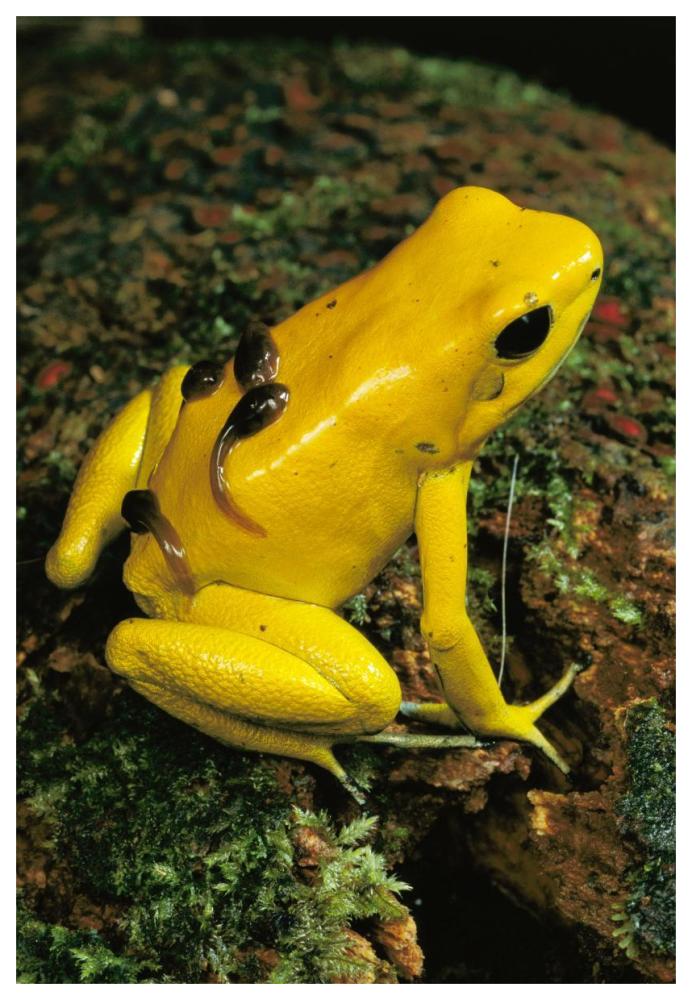 Golden Poison Dart Frog male carrying tadpoles on his back, Colombia-Paper Art-42"x62"