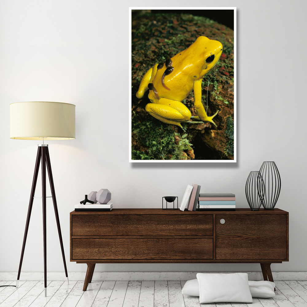 Golden Poison Dart Frog male carrying tadpoles on his back, Colombia-Paper Art-42&quotx62"