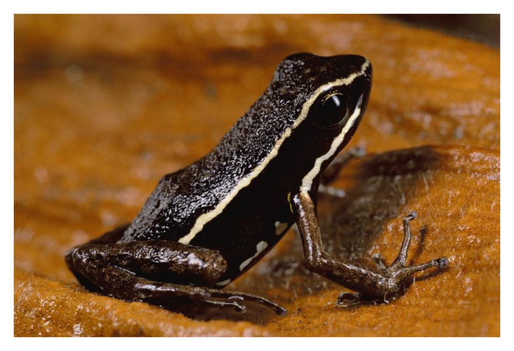 Poison Dart Frog portrait, Napo River area, Amazonia, Ecuador-Paper Art-38"x26"