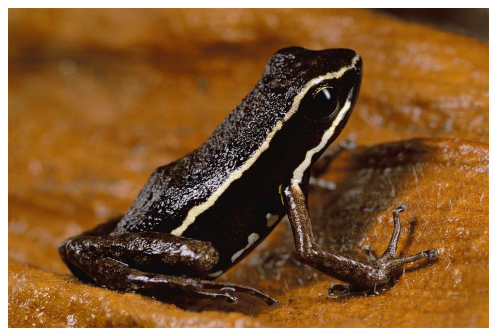 Poison Dart Frog portrait, Napo River area, Amazonia, Ecuador-Paper Art-62"x42"