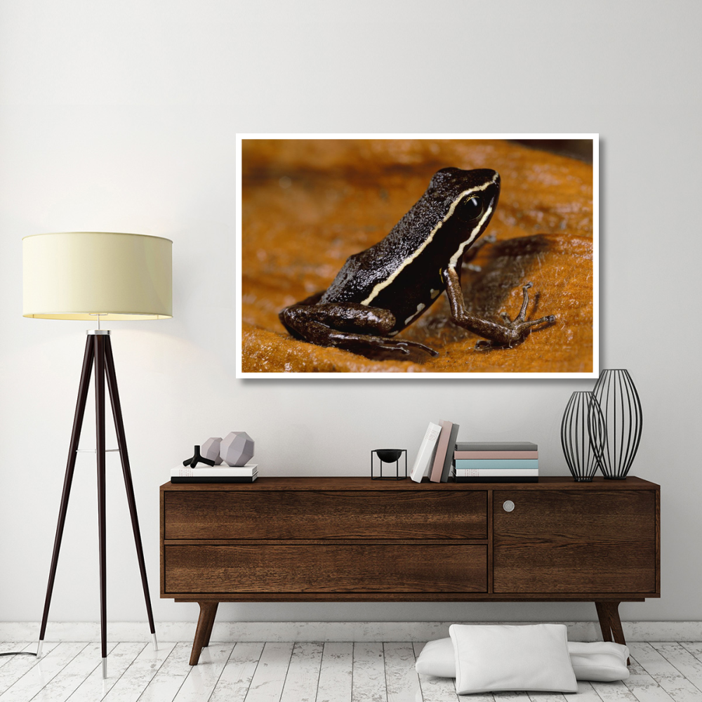 Poison Dart Frog portrait, Napo River area, Amazonia, Ecuador-Paper Art-62&quotx42"