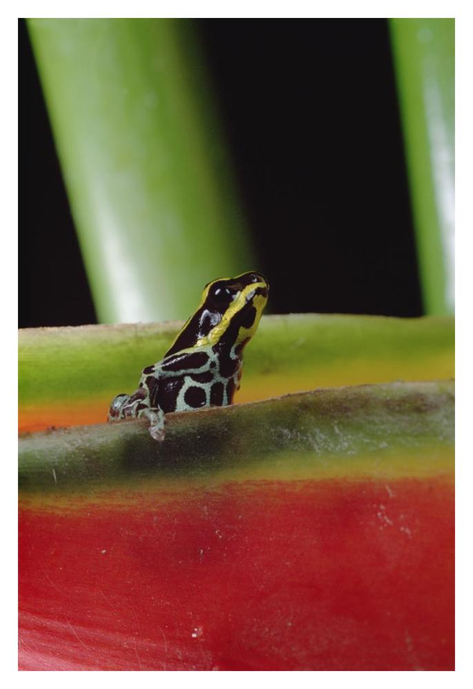 Rio Madeira Poison Frog sitting in a Heliconia leaf, Amazonia, Ecuador-Paper Art-14"x20"