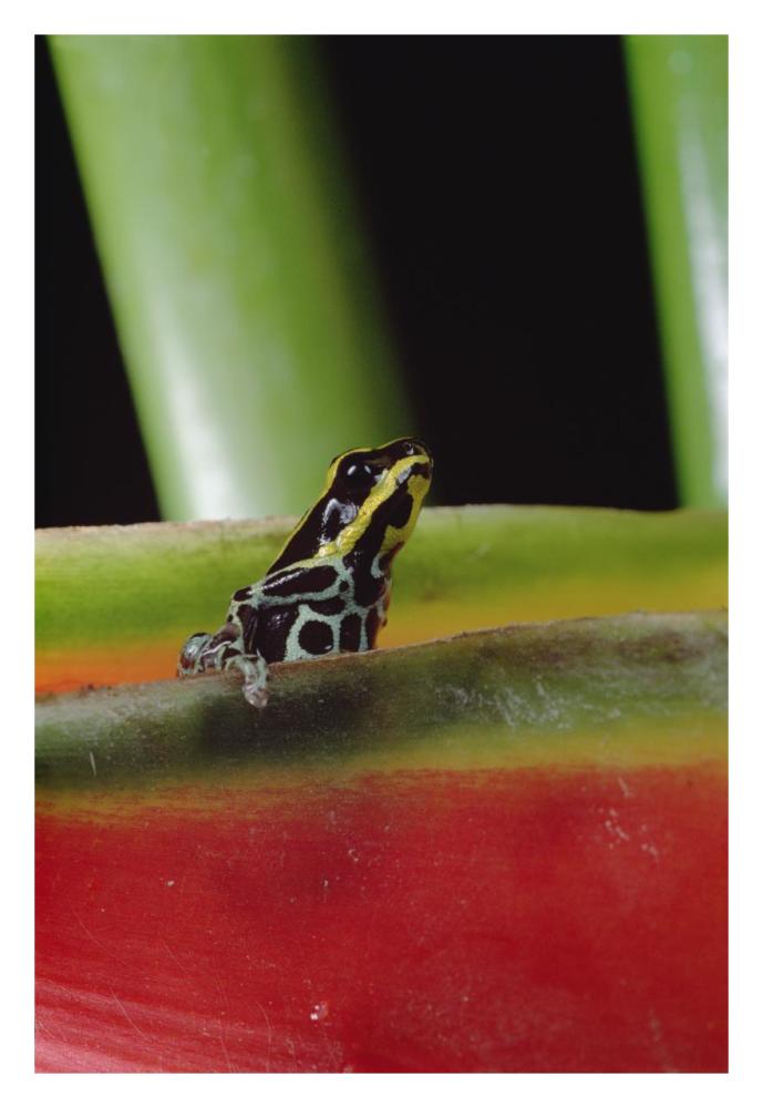 Rio Madeira Poison Frog sitting in a Heliconia leaf, Amazonia, Ecuador-Paper Art-22"x32"