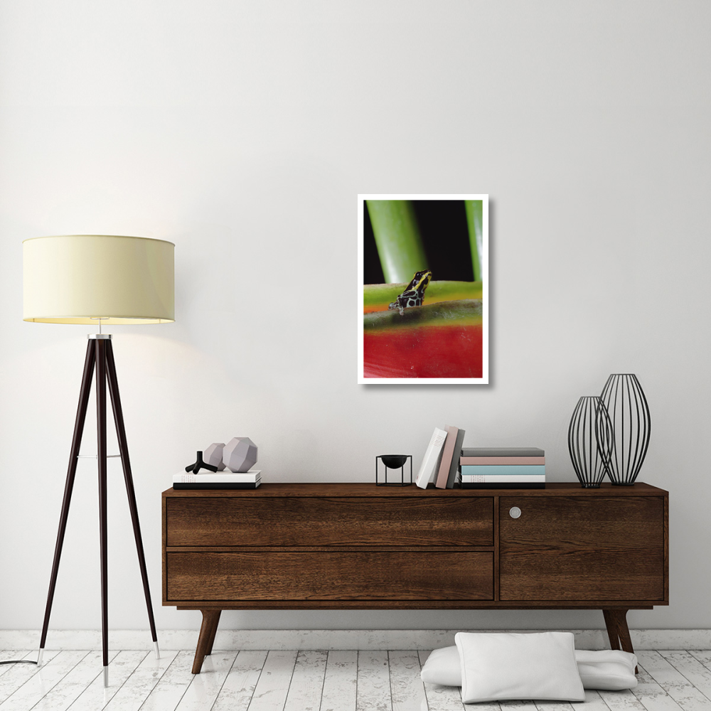 Rio Madeira Poison Frog sitting in a Heliconia leaf, Amazonia, Ecuador-Paper Art-22&quotx32"