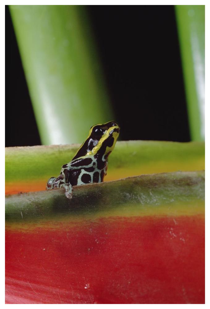 Rio Madeira Poison Frog sitting in a Heliconia leaf, Amazonia, Ecuador-Paper Art-42"x62"