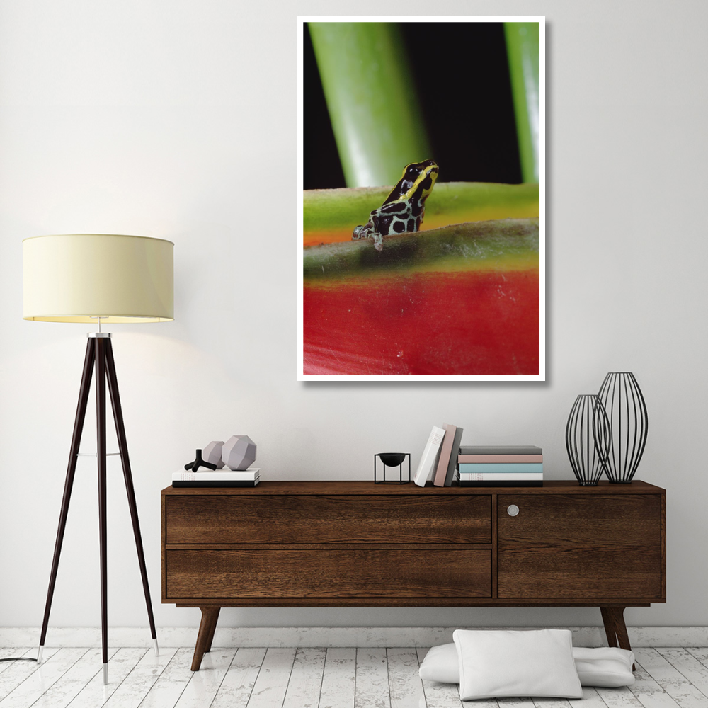Rio Madeira Poison Frog sitting in a Heliconia leaf, Amazonia, Ecuador-Paper Art-42&quotx62"