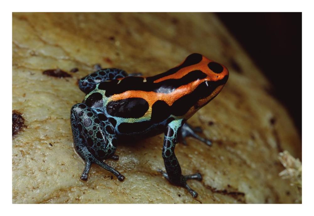 Rio Madeira Poison Frog, Peruvian lowlands-Paper Art-26"x18"