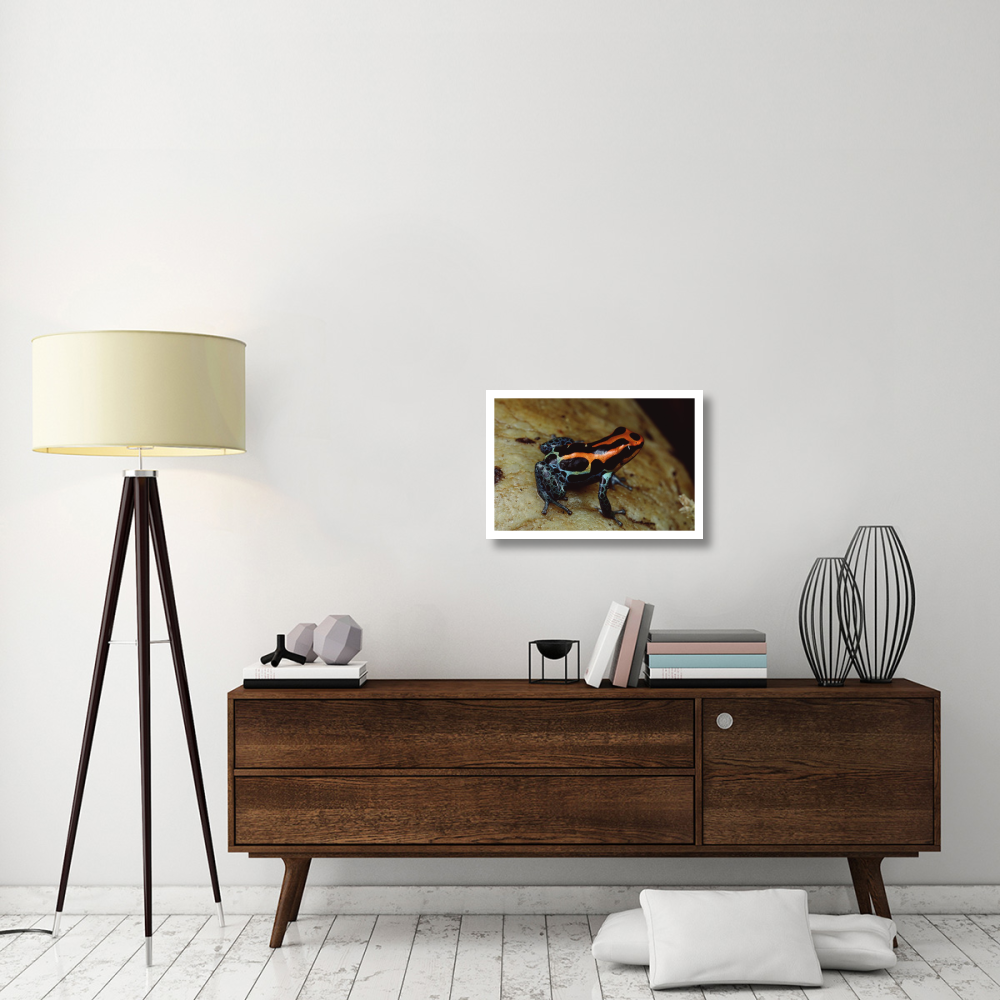 Rio Madeira Poison Frog, Peruvian lowlands-Paper Art-26&quotx18"
