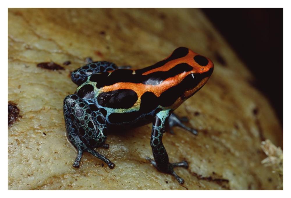 Rio Madeira Poison Frog, Peruvian lowlands-Paper Art-38"x26"