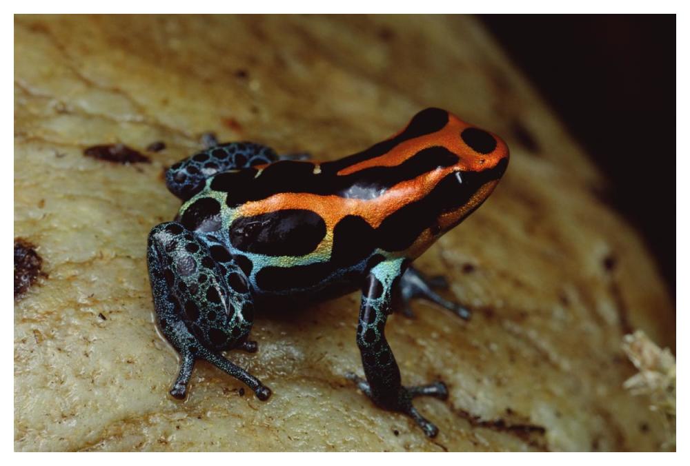 Rio Madeira Poison Frog, Peruvian lowlands-Paper Art-50"x34"