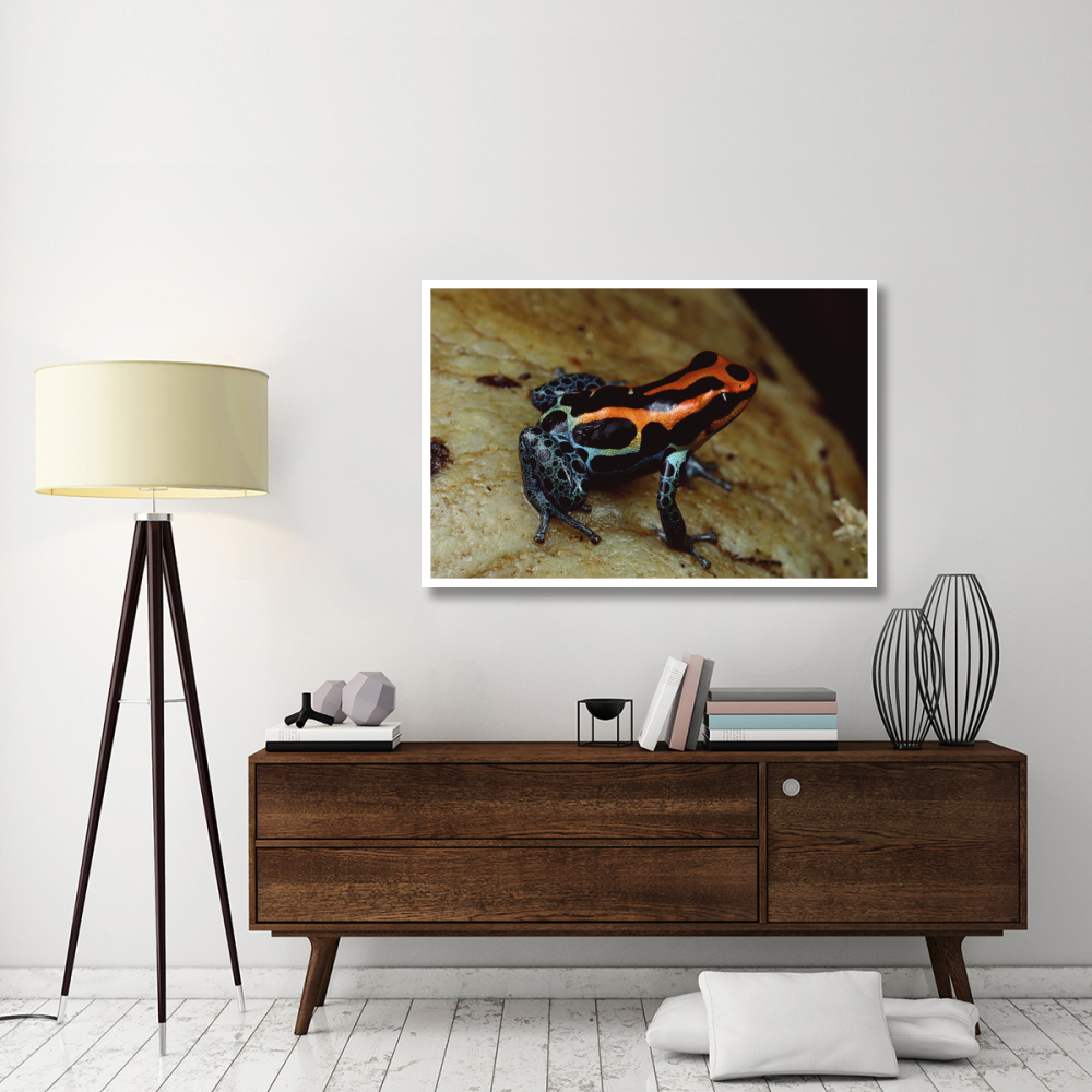 Rio Madeira Poison Frog, Peruvian lowlands-Paper Art-50&quotx34"
