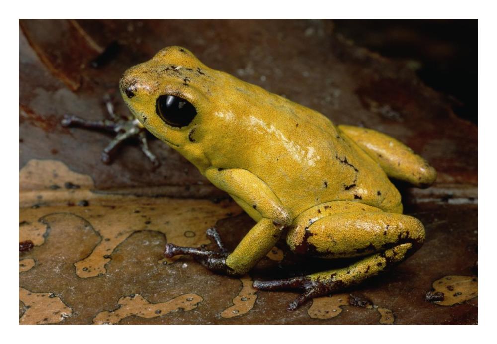 Black-legged Poison Dart Frog, Colombia-Paper Art-26"x18"
