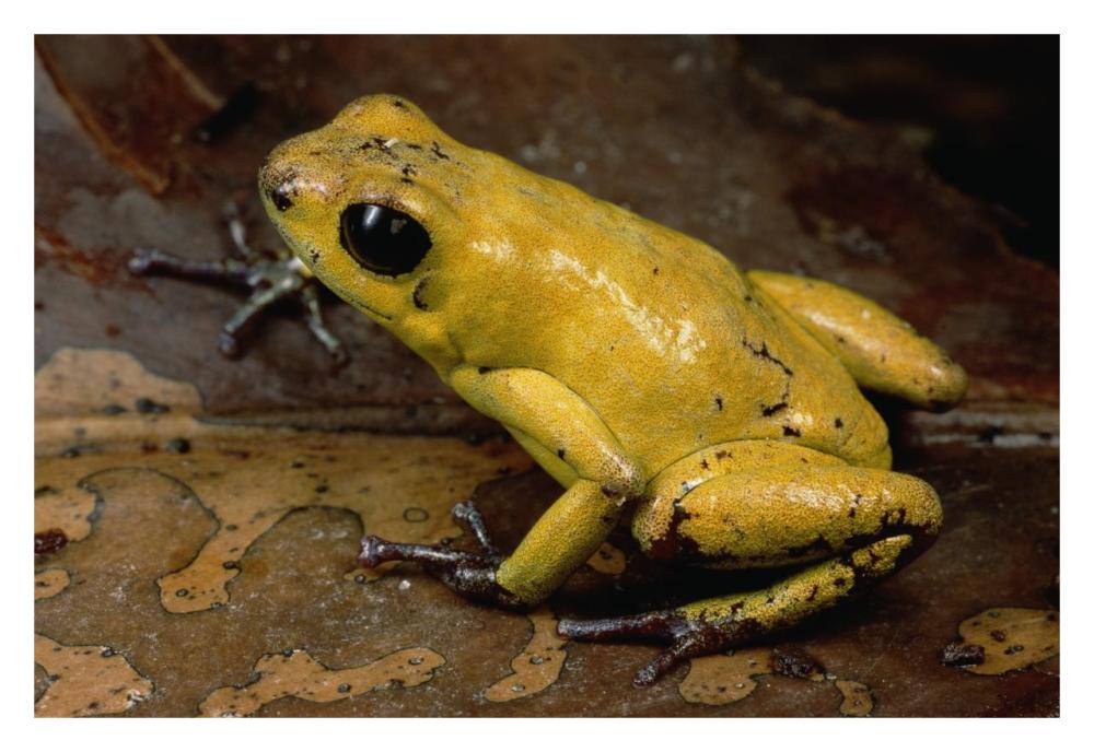 Black-legged Poison Dart Frog, Colombia-Paper Art-32"x22"