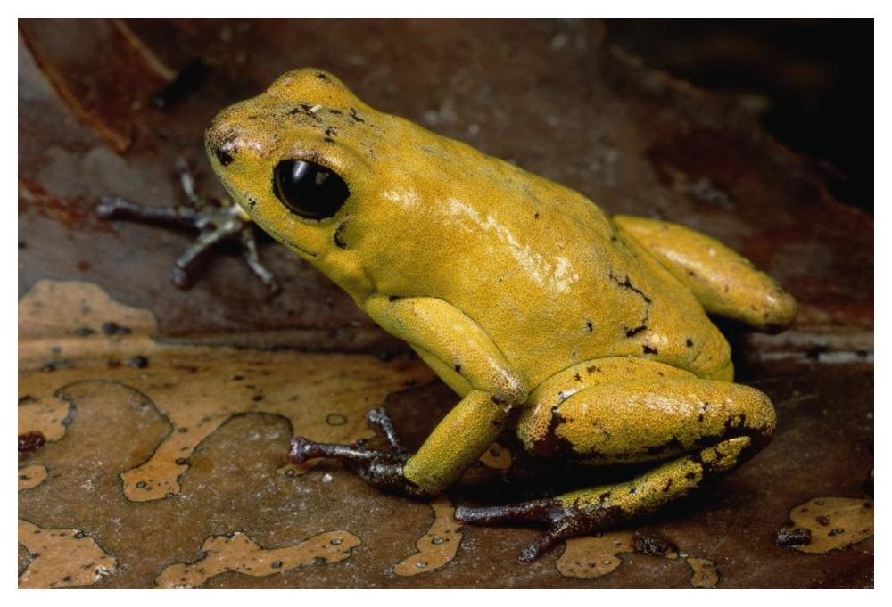 Black-legged Poison Dart Frog, Colombia-Paper Art-50"x34"