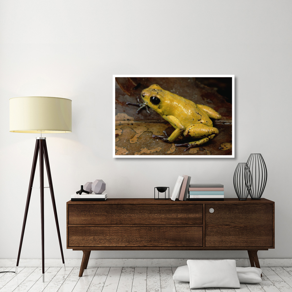 Black-legged Poison Dart Frog, Colombia-Paper Art-50&quotx34"