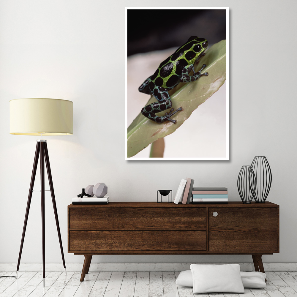 Red-headed Poison Frog portrait on leaf, Amazonia, Ecuador-Paper Art-42&quotx62"