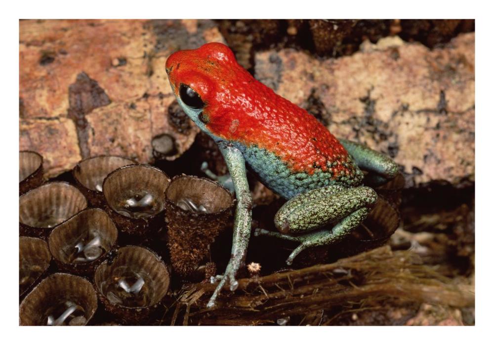 Granular Poison Dart Frog on bird's nest fungus, Corcovado NP, Costa Rica-Paper Art-26"x18"