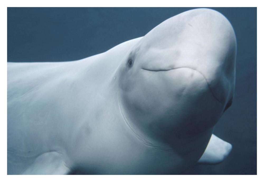 Beluga, Vancouver Aquarium, Canada-Paper Art-38"x26"