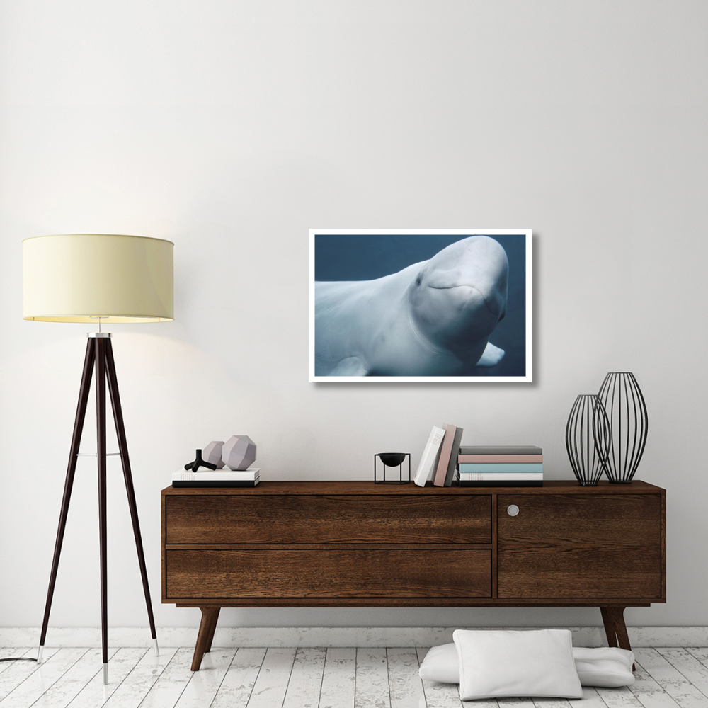 Beluga, Vancouver Aquarium, Canada-Paper Art-38&quotx26"