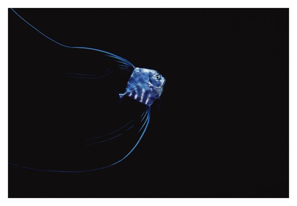Pompano juvenile off of Manualita Island, Cocos Island, Costa Rica-Paper Art-38"x26"
