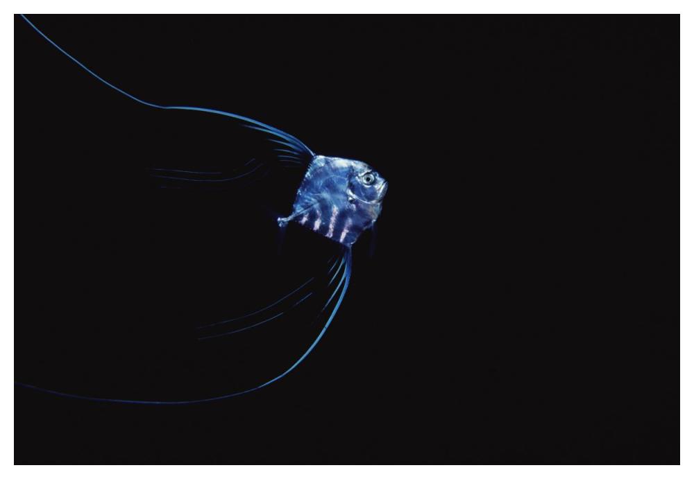 Pompano juvenile off of Manualita Island, Cocos Island, Costa Rica-Paper Art-50"x34"