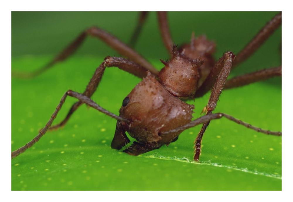 Leafcutter Ant worker cutting papaya leaf, Guadeloupe-Paper Art-26"x18"