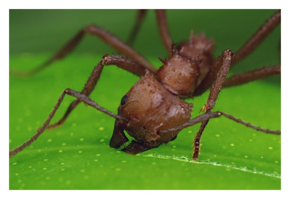 Leafcutter Ant worker cutting papaya leaf, Guadeloupe-Paper Art-32"x22"