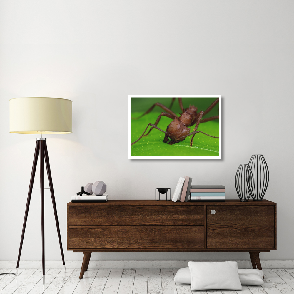 Leafcutter Ant worker cutting papaya leaf, Guadeloupe-Paper Art-38&quotx26"