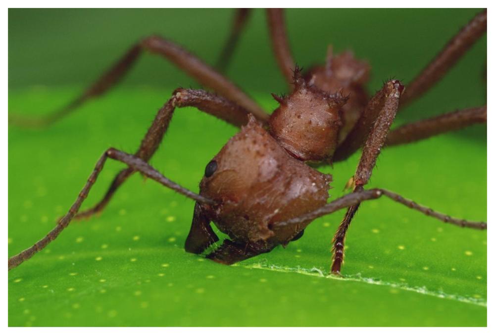 Leafcutter Ant worker cutting papaya leaf, Guadeloupe-Paper Art-62"x42"