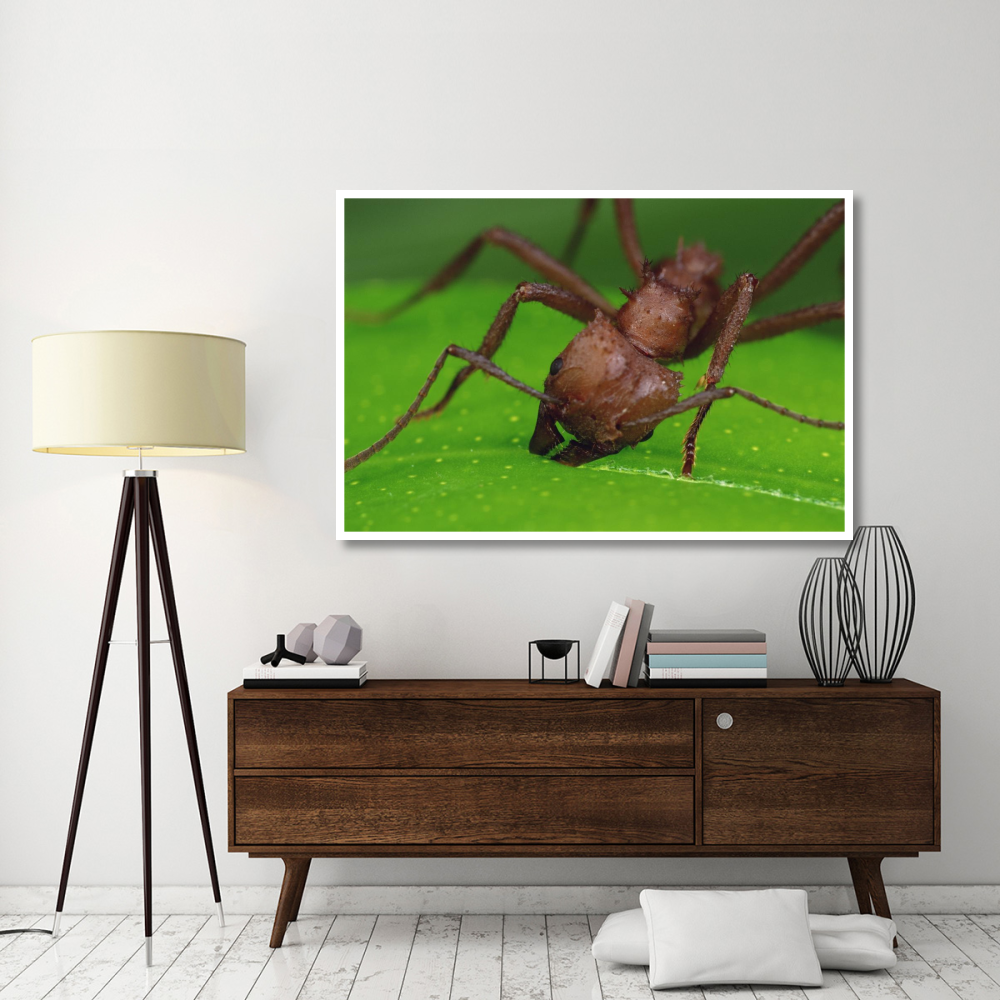 Leafcutter Ant worker cutting papaya leaf, Guadeloupe-Paper Art-62&quotx42"