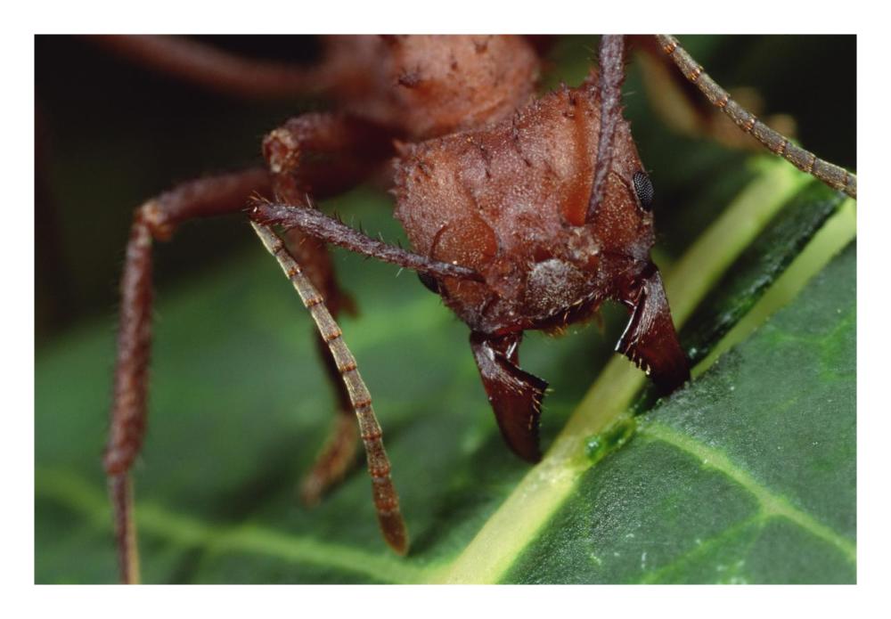 Leafcutter Ant worker cutting Papaya leaf, Honduras-Paper Art-26"x18"