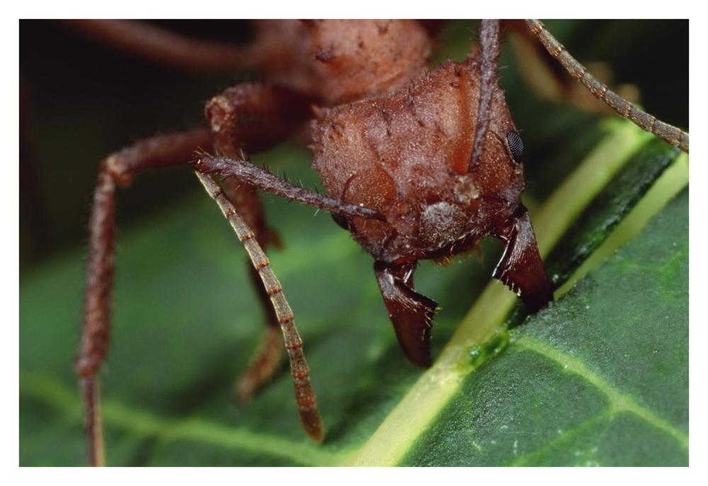 Leafcutter Ant worker cutting Papaya leaf, Honduras-Paper Art-38"x26"