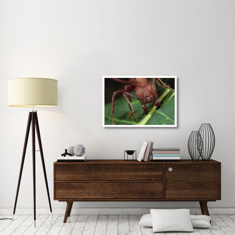 Leafcutter Ant worker cutting Papaya leaf, Honduras-Paper Art-38&quotx26"