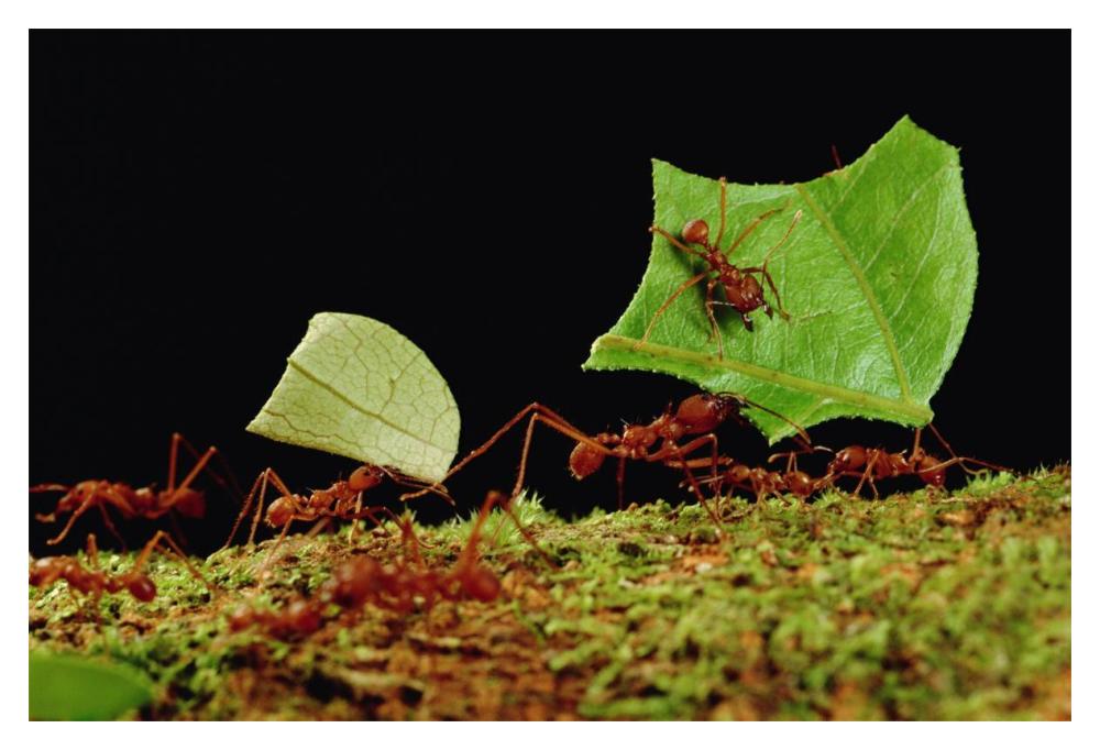 Leafcutter Ant workers carrying leaves to nest, French Guiana-Paper Art-20"x14"