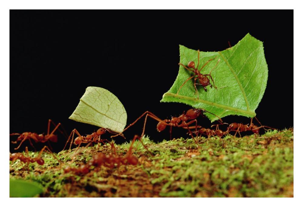 Leafcutter Ant workers carrying leaves to nest, French Guiana-Paper Art-32"x22"