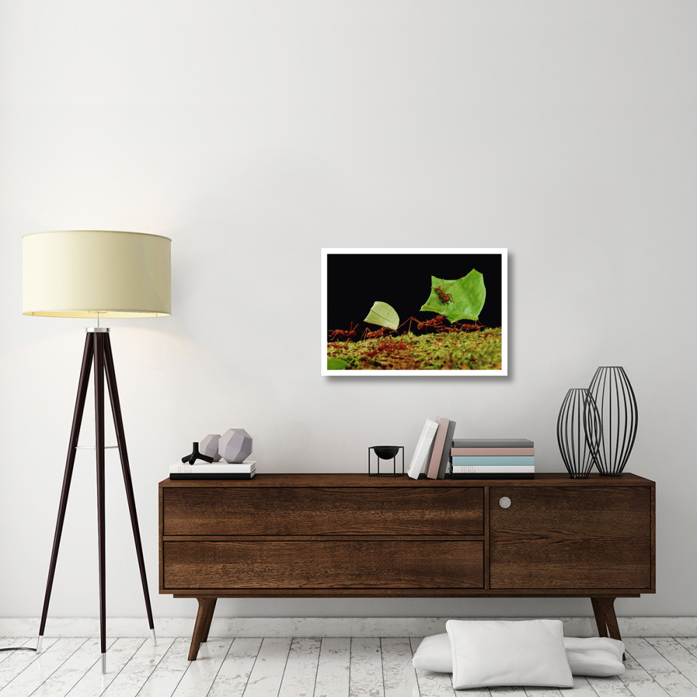 Leafcutter Ant workers carrying leaves to nest, French Guiana-Paper Art-32&quotx22"