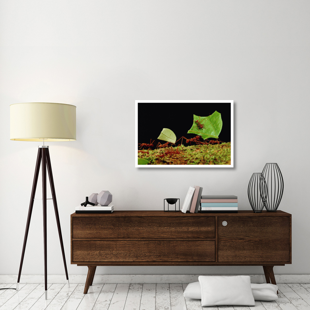 Leafcutter Ant workers carrying leaves to nest, French Guiana-Paper Art-38&quotx26"