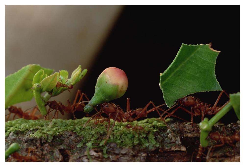 Leafcutter Ant workers carrying leaves to nest, French Guiana-Paper Art-50"x34"