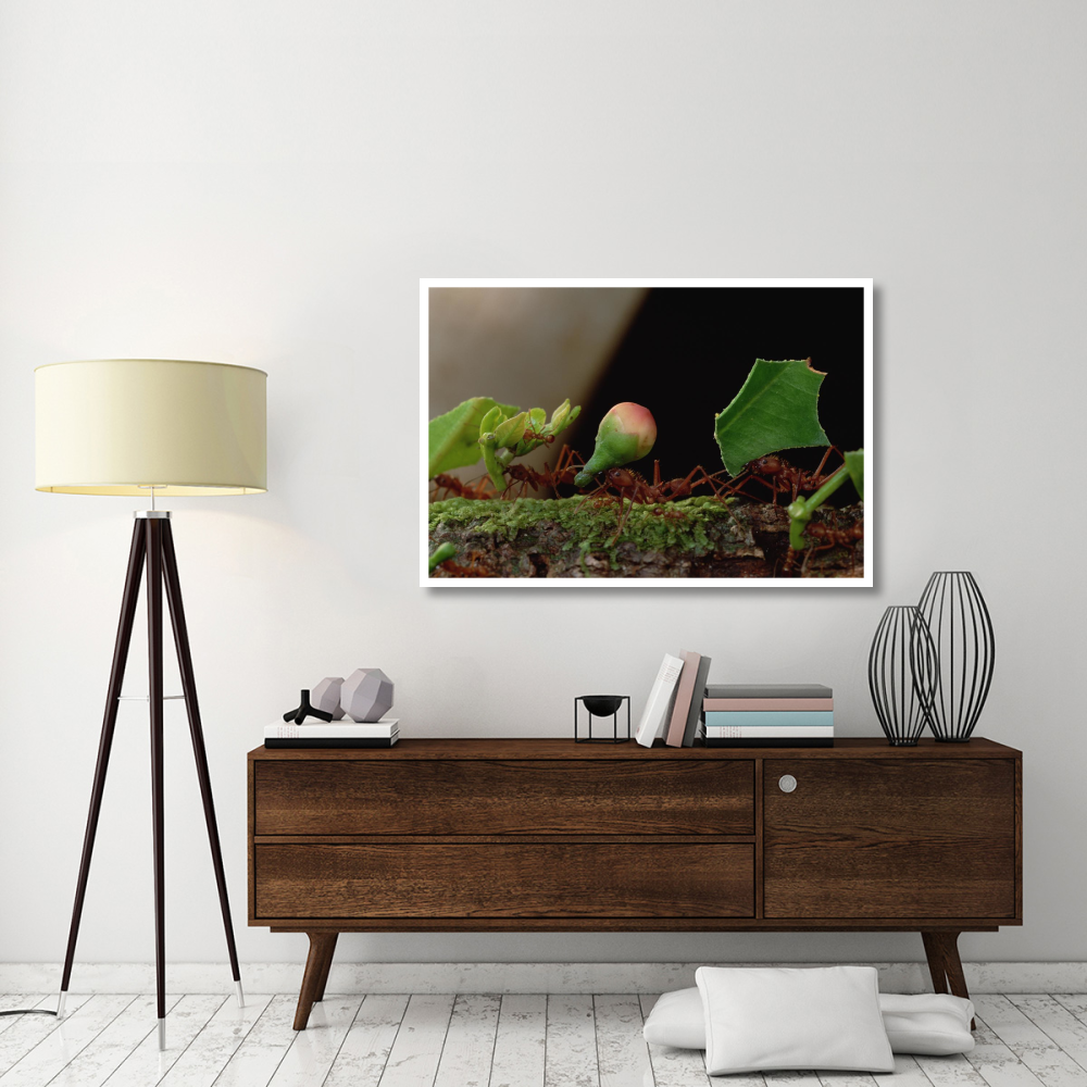 Leafcutter Ant workers carrying leaves to nest, French Guiana-Paper Art-50&quotx34"