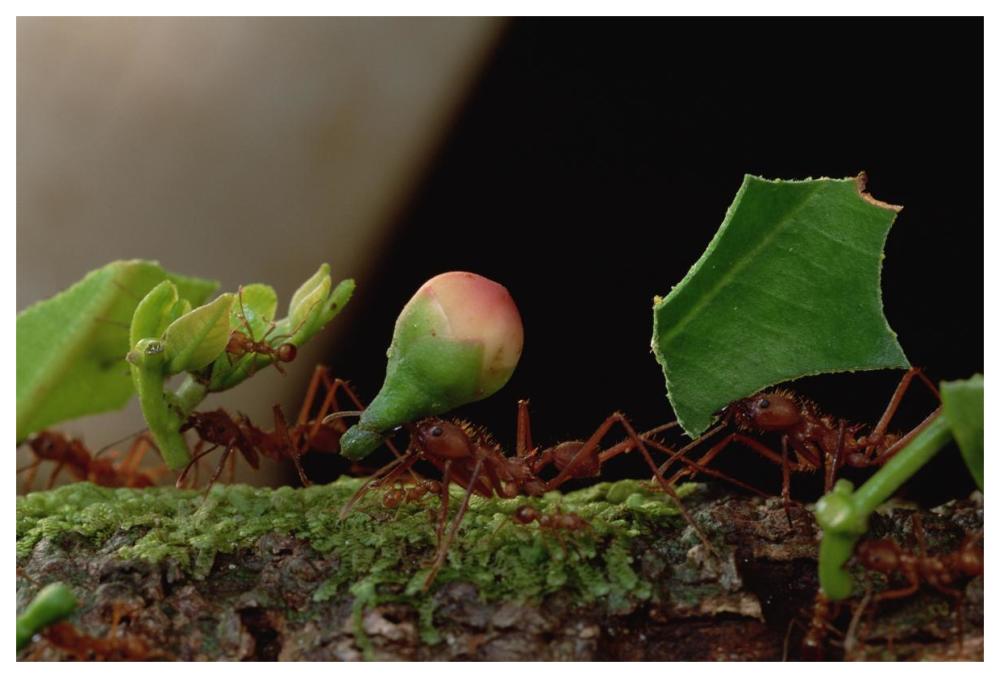 Leafcutter Ant workers carrying leaves to nest, French Guiana-Paper Art-62"x42"
