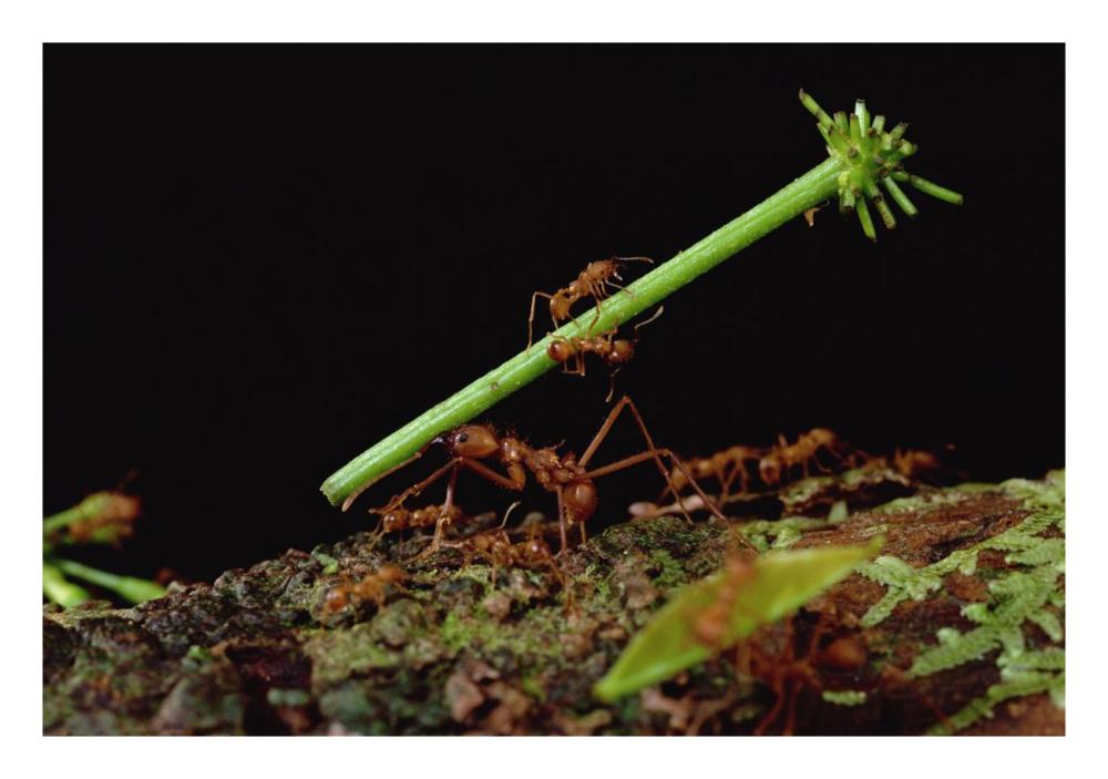 Leafcutter Ant workers carrying leaves to nest, French Guiana-Paper Art-26"x18"