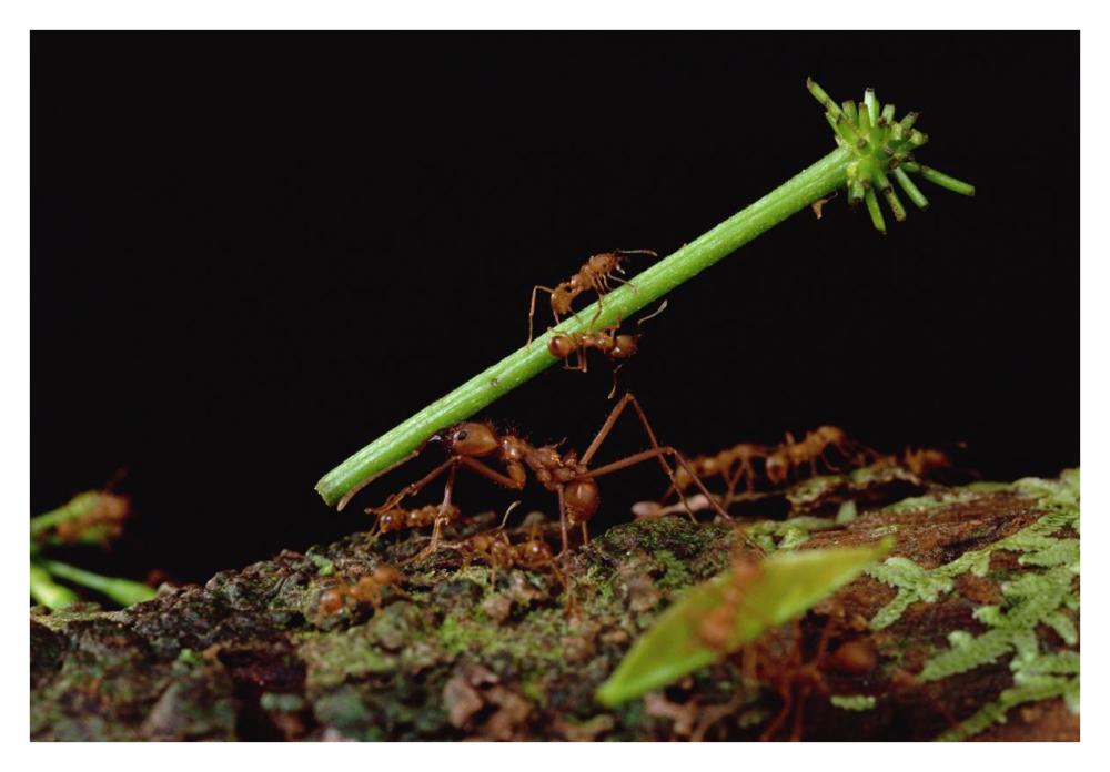 Leafcutter Ant workers carrying leaves to nest, French Guiana-Paper Art-38"x26"