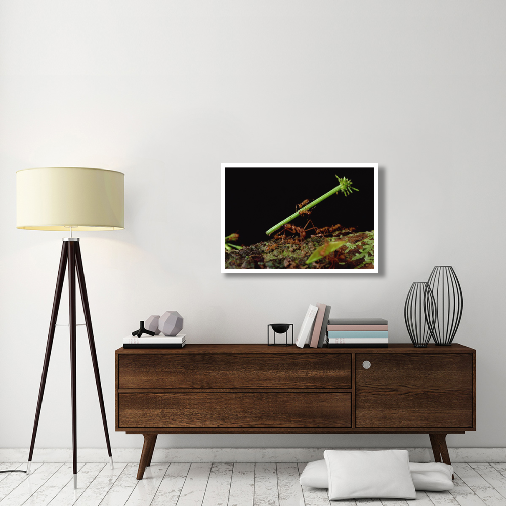 Leafcutter Ant workers carrying leaves to nest, French Guiana-Paper Art-38&quotx26"