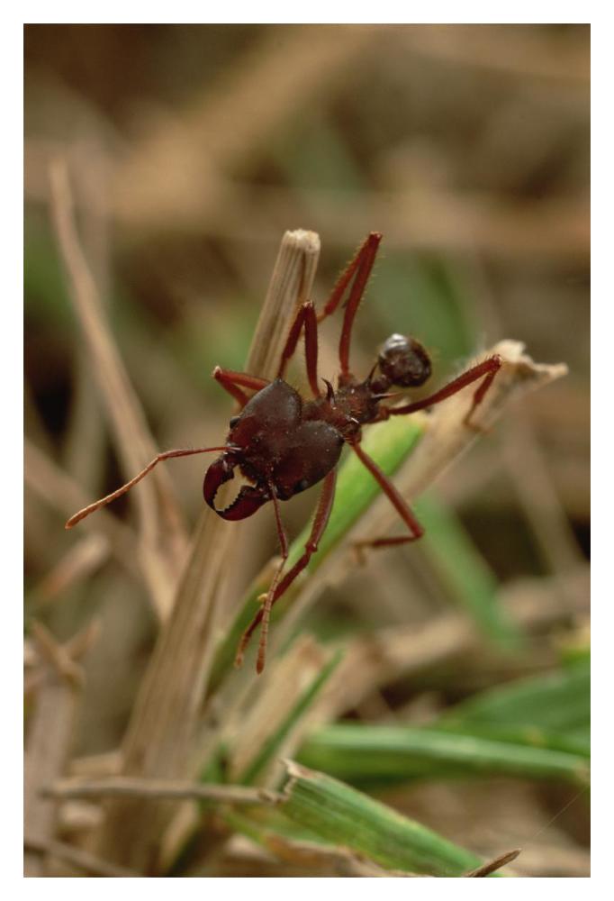 Leafcutter Ant, Paraguay-Paper Art-14"x20"