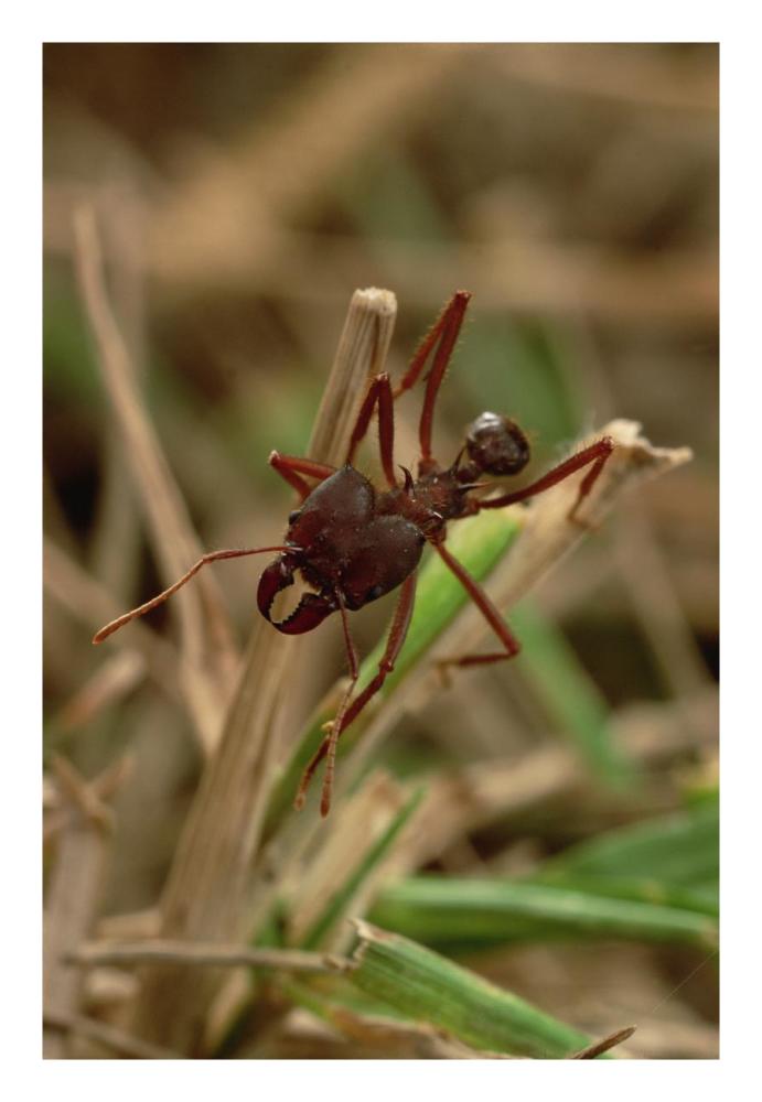 Leafcutter Ant, Paraguay-Paper Art-18"x26"