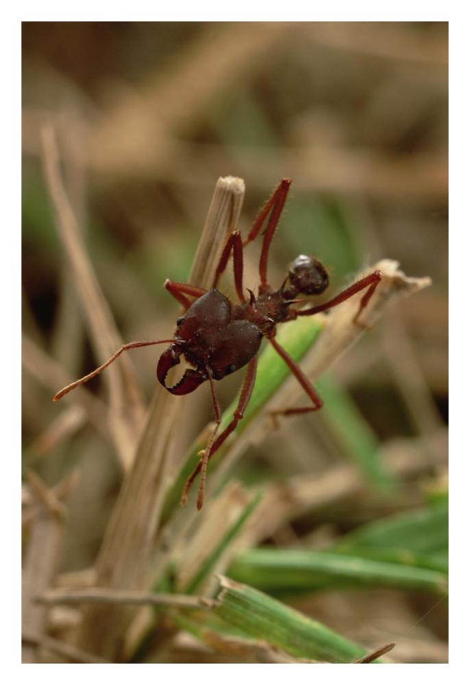 Leafcutter Ant, Paraguay-Paper Art-22"x32"